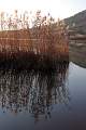  Winter reeds at the Lac du Salagou